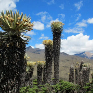 Nevado del tolima summit(4d3n)