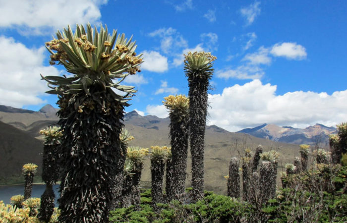 Nevado del tolima summit(4d3n)
