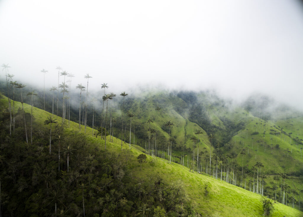 COFFEE REGION 5D4N