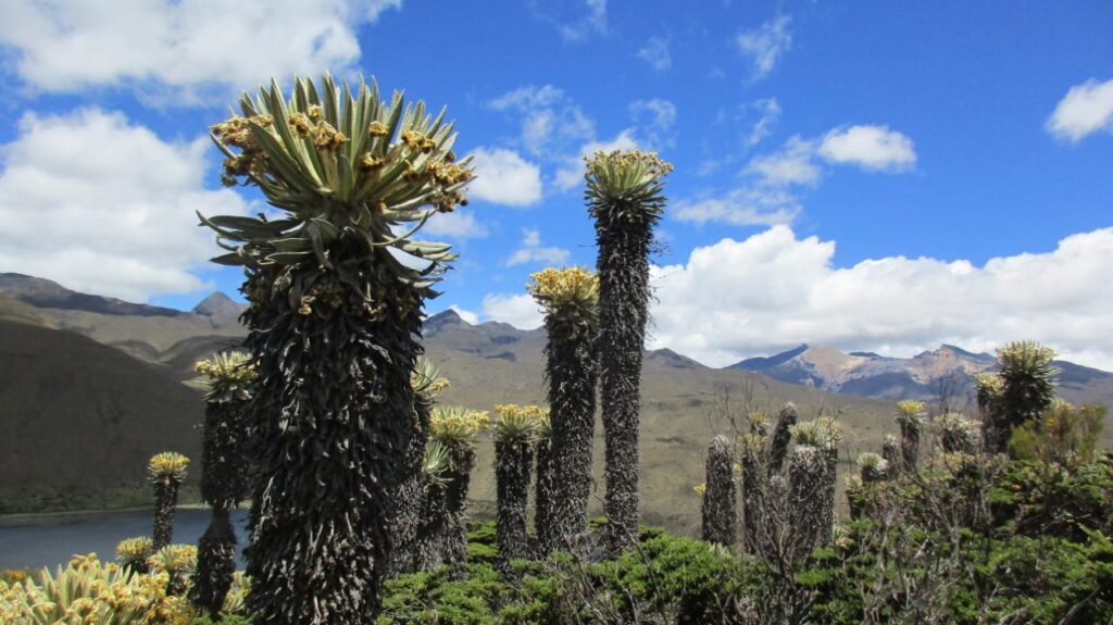 PARAMILLO DEL QUINDIO TREK 3D2N