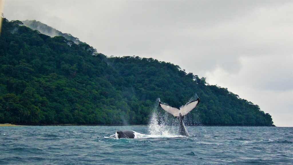 GORGONA + GUAPI 4D3N