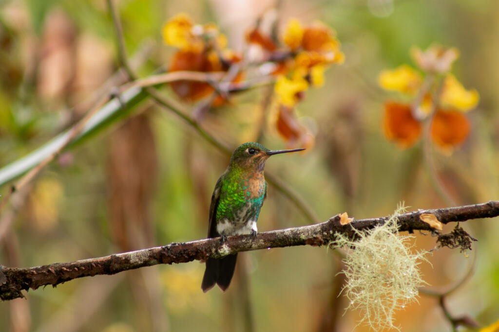 CHINGAZA NATIONAL PARK 3D2N