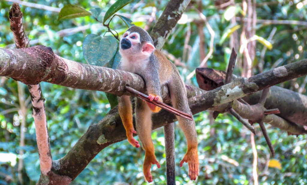 AMAZON JUNGLE 5D4N