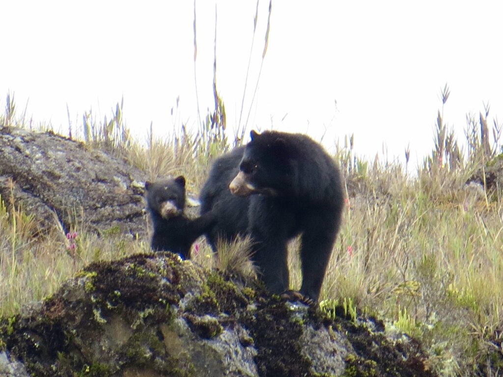 BIRDING TOUR 17D (A)