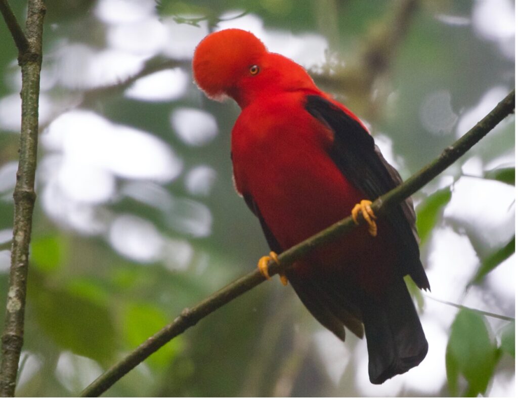 BIRDING TOUR 17D (A)