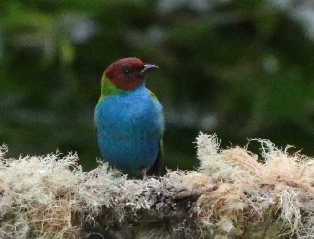 BIRDING TOUR 17D (A)