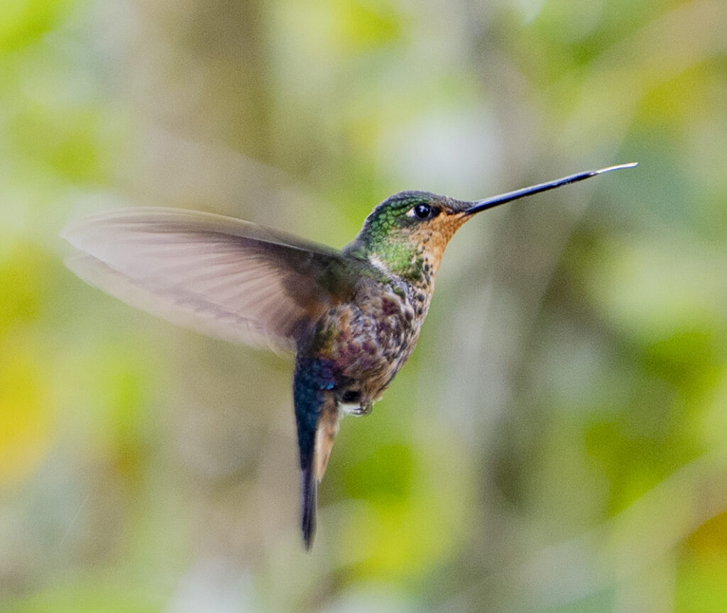 BIRDING TOUR 17D (A)