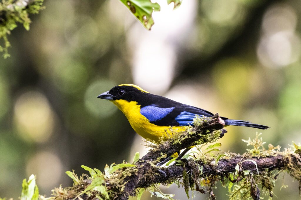 BIRDING TOUR 16D (B)