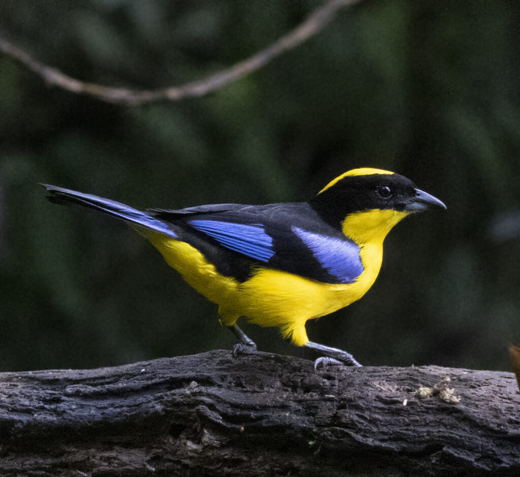 BIRDING TOUR 17D (A)
