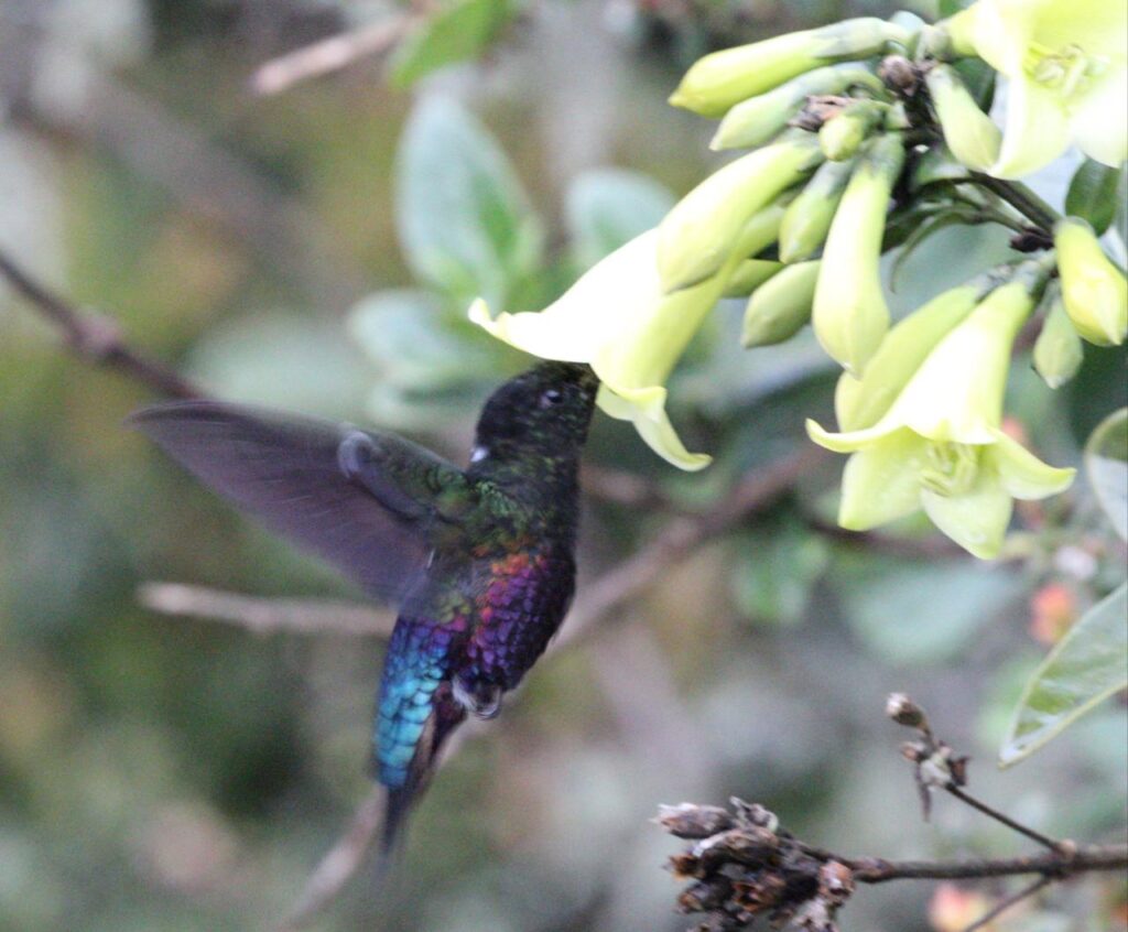 CHINGAZA NATIONAL PARK 2D1N