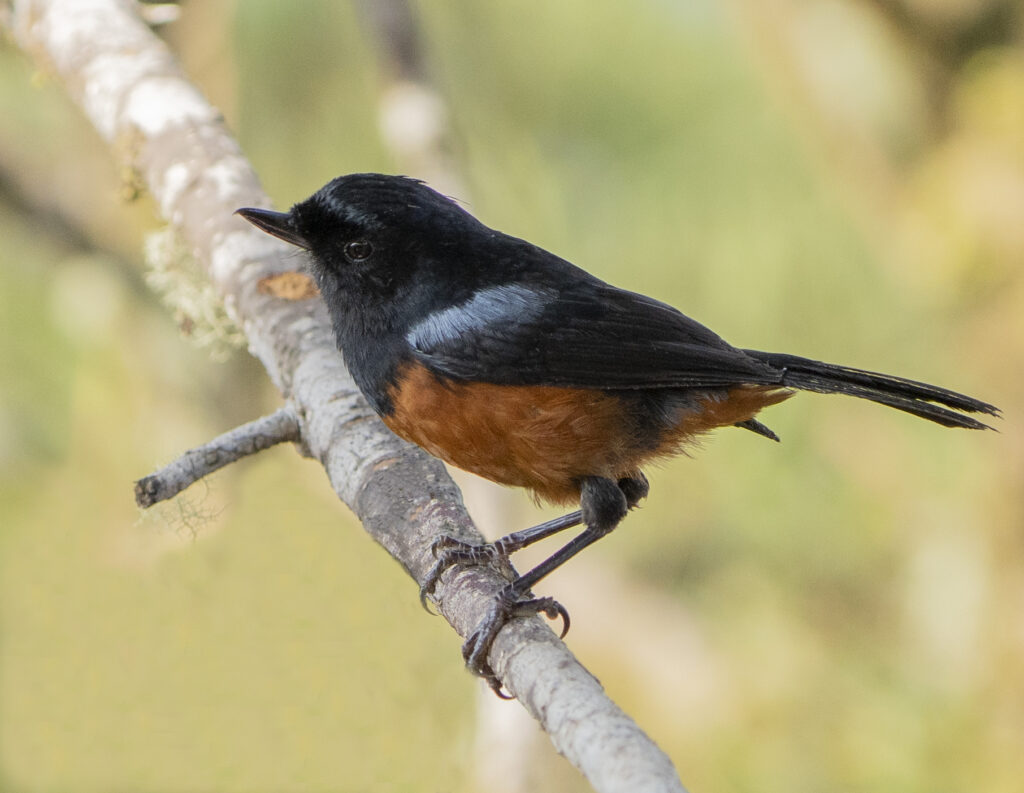 BIRDING TOUR 16D (B)