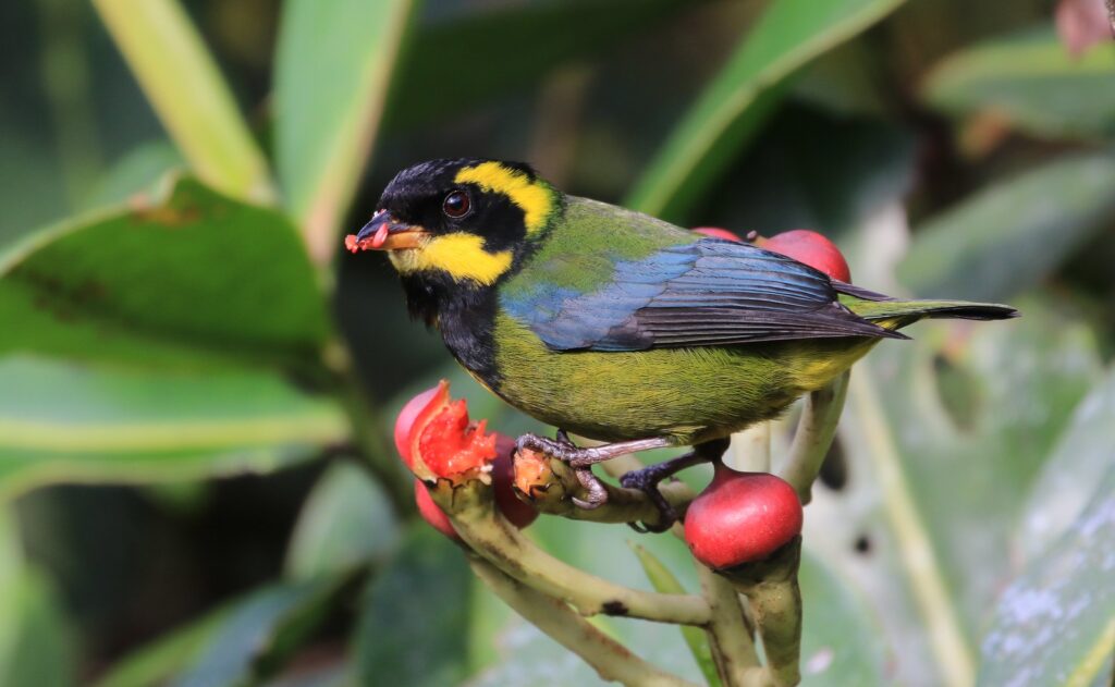 BIRDING TOUR 16D (B)