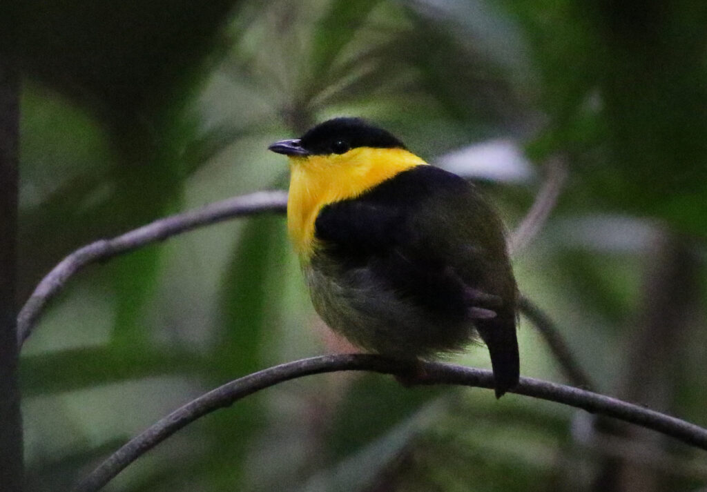 BIRDING TOUR 16D (B)