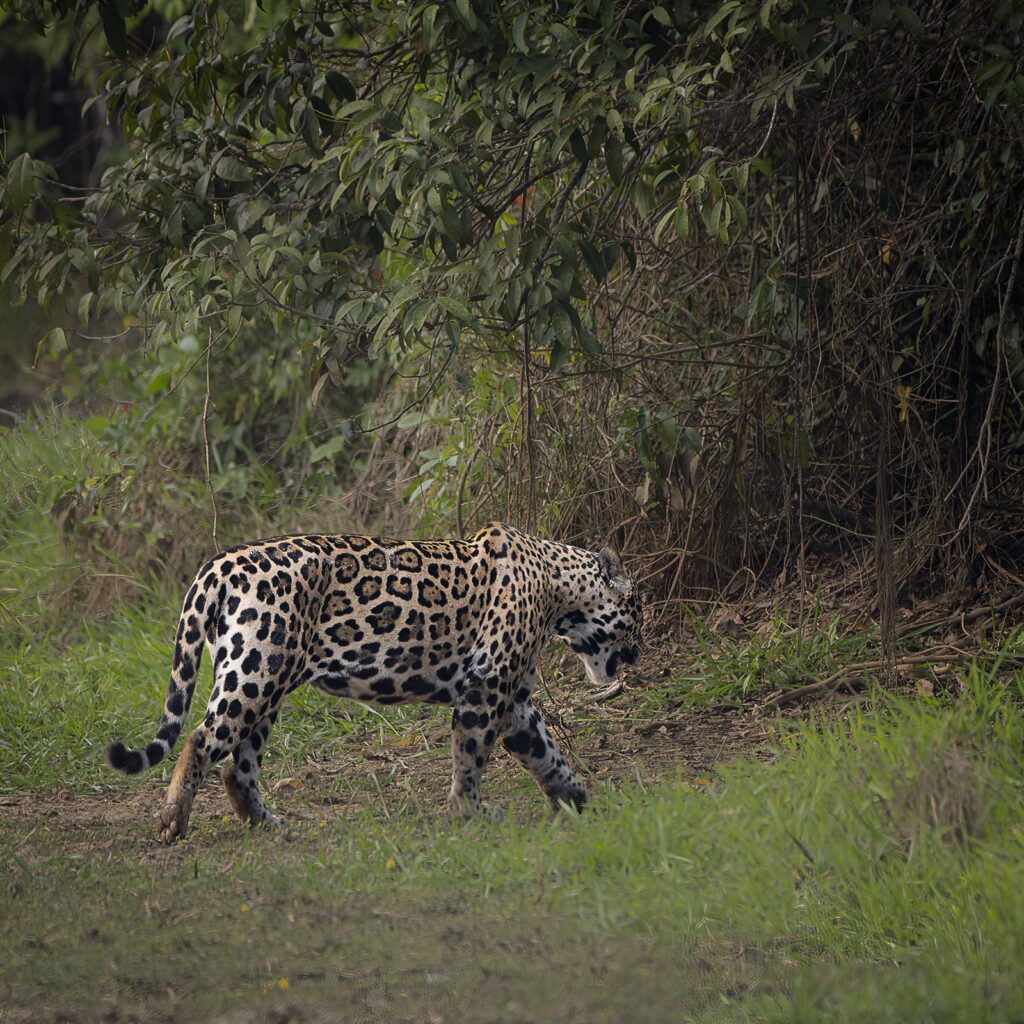WILDLIFE 15 D (A)