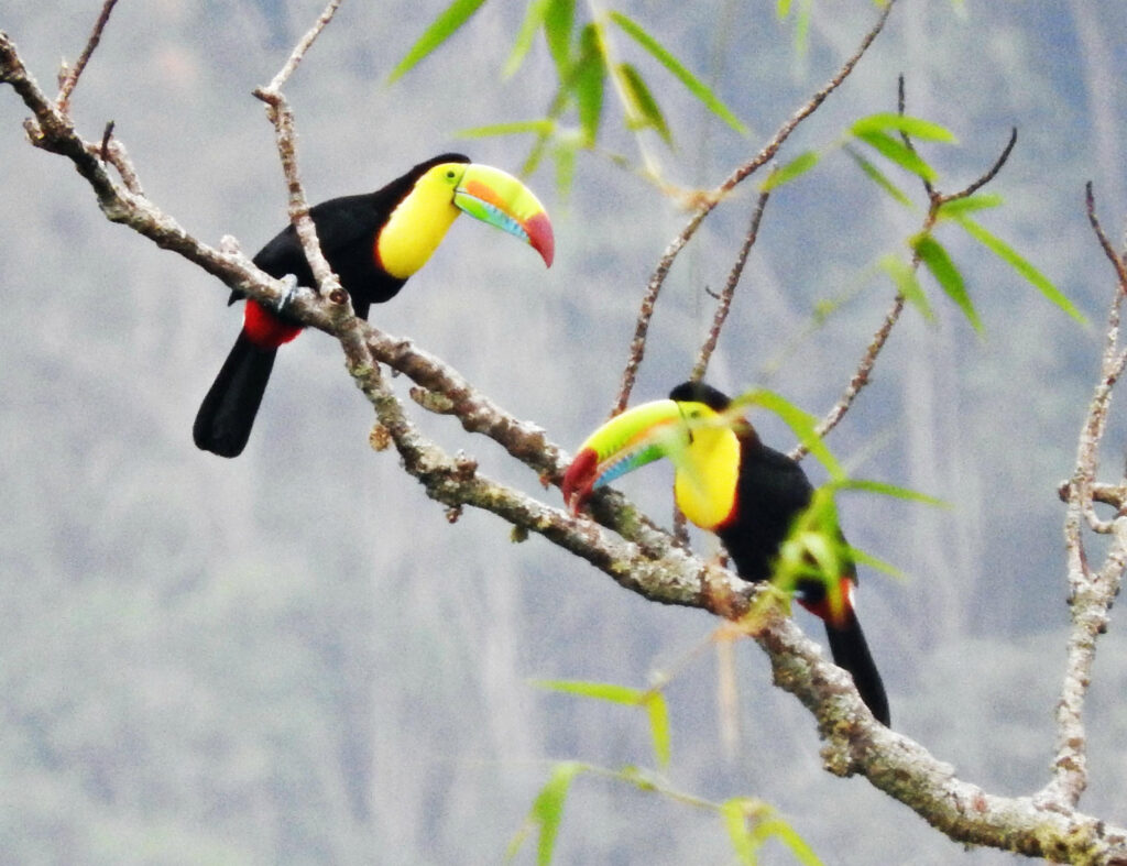BIRDING TOUR 17D (A)
