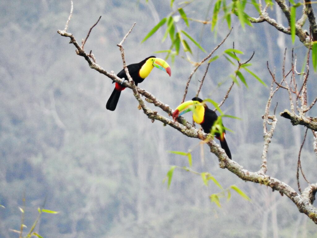 NATURE 15 D (B)