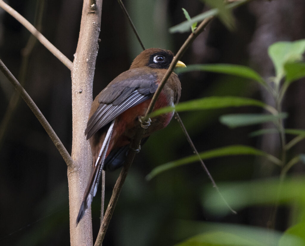 BIRDING TOUR 16D (B)