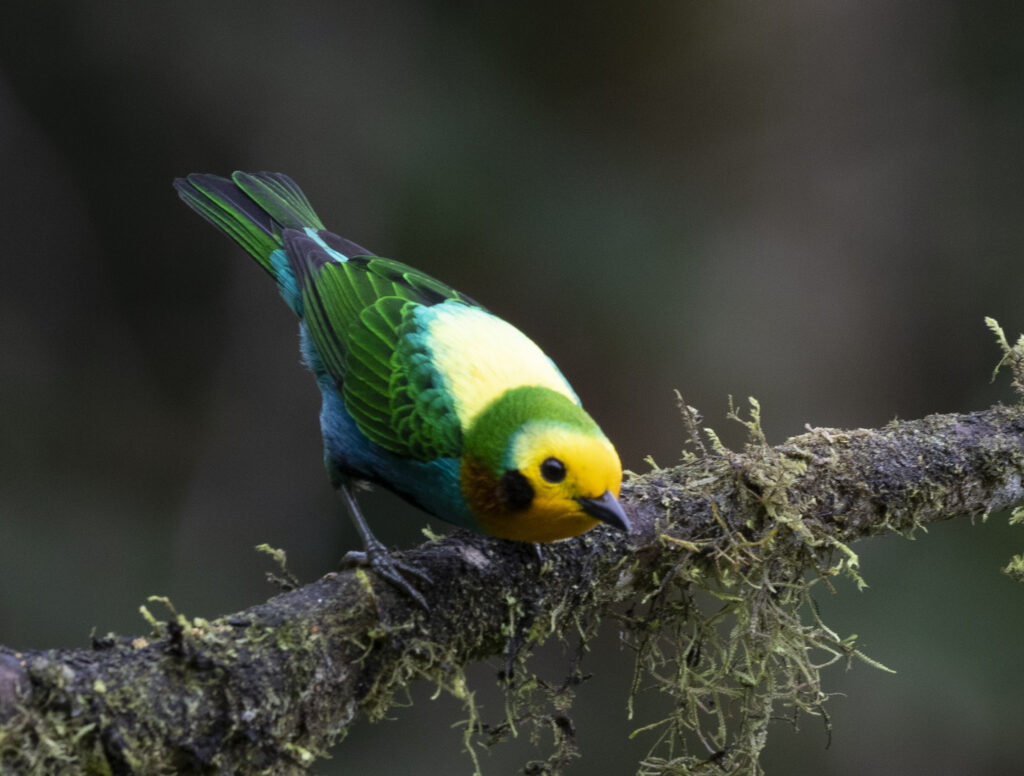 BIRDING TOUR 16D (B)