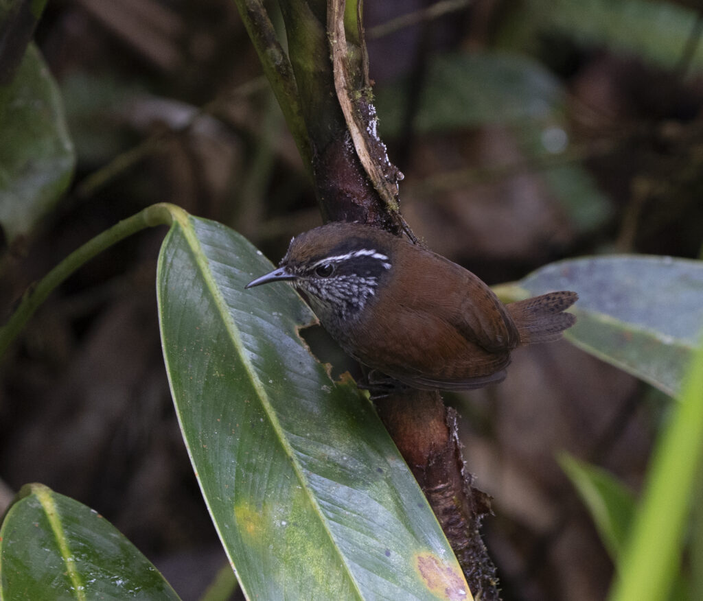 BIRDING TOUR 16D (B)