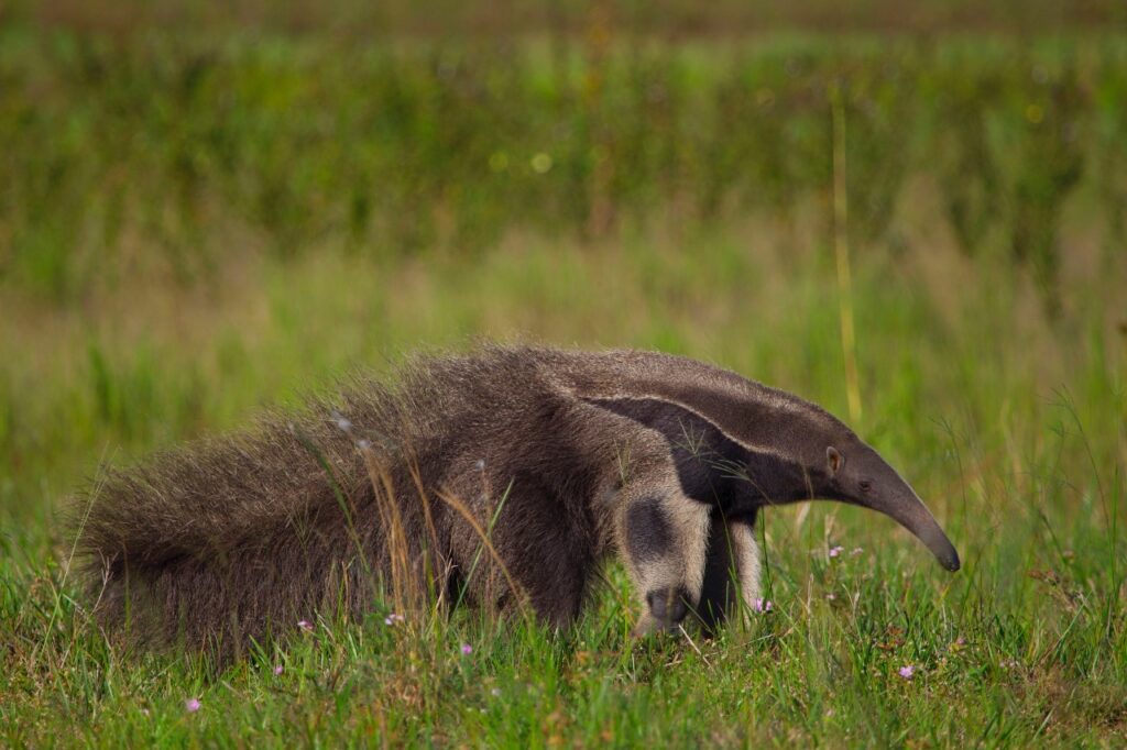 WILDLIFE 15 D (A)