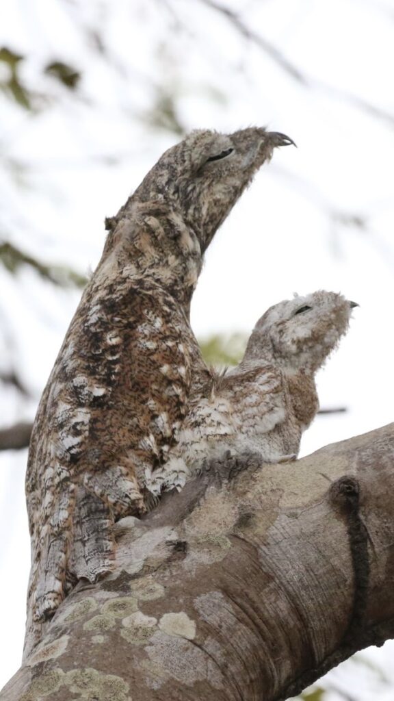 WILDLIFE 15 D (A)