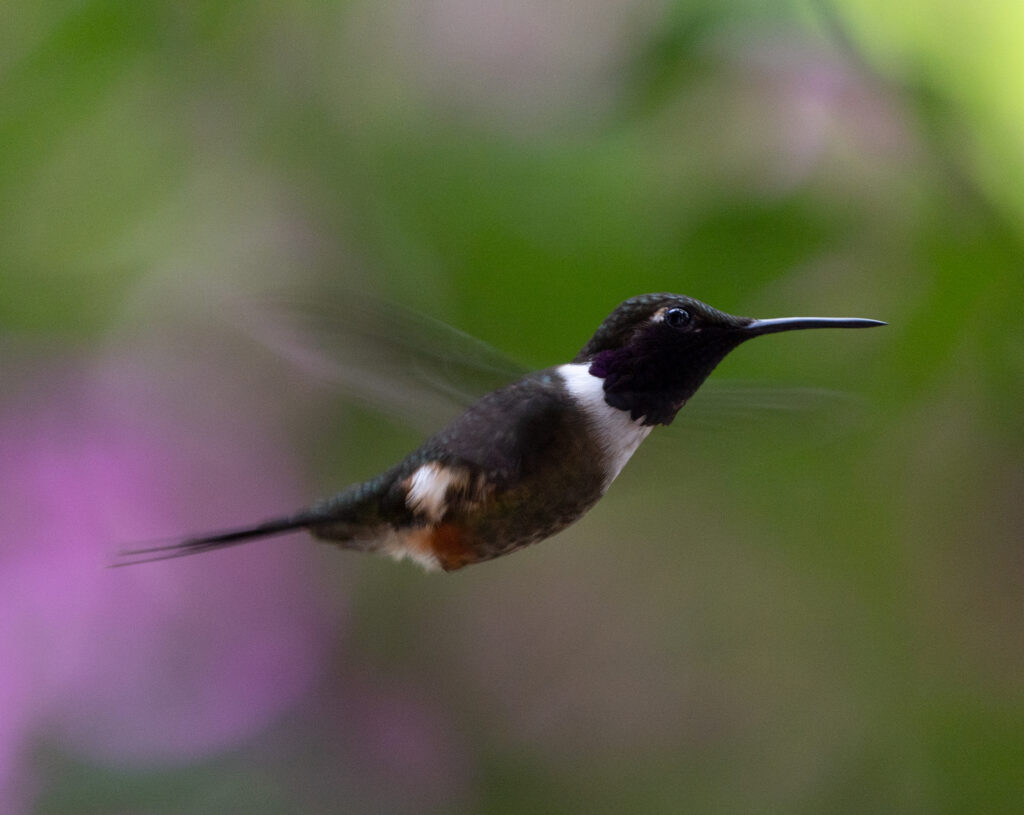 BIRDING TOUR 17D (A)