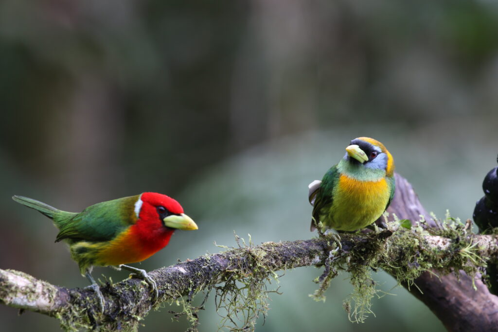 BIRDING TOUR 16D (B)