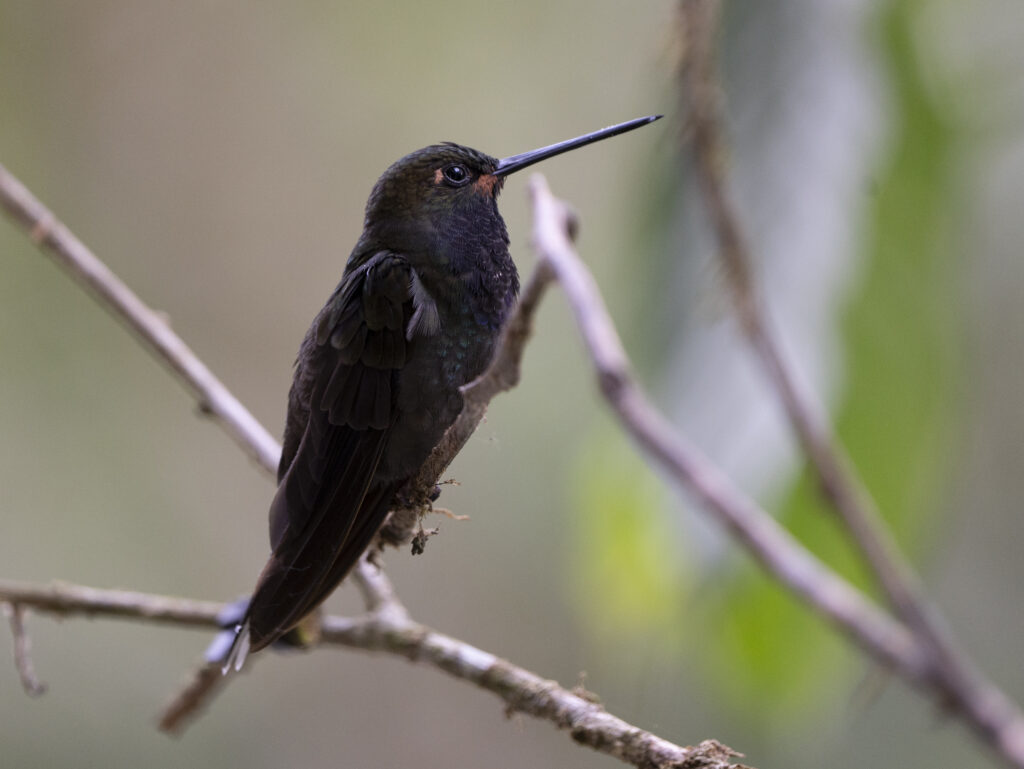 BIRDING TOUR 17D (A)