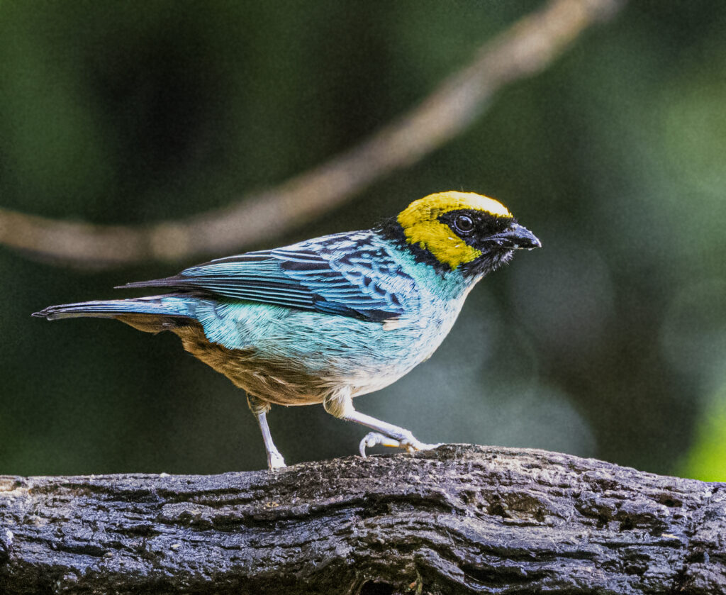 BIRDING TOUR 16D (B)