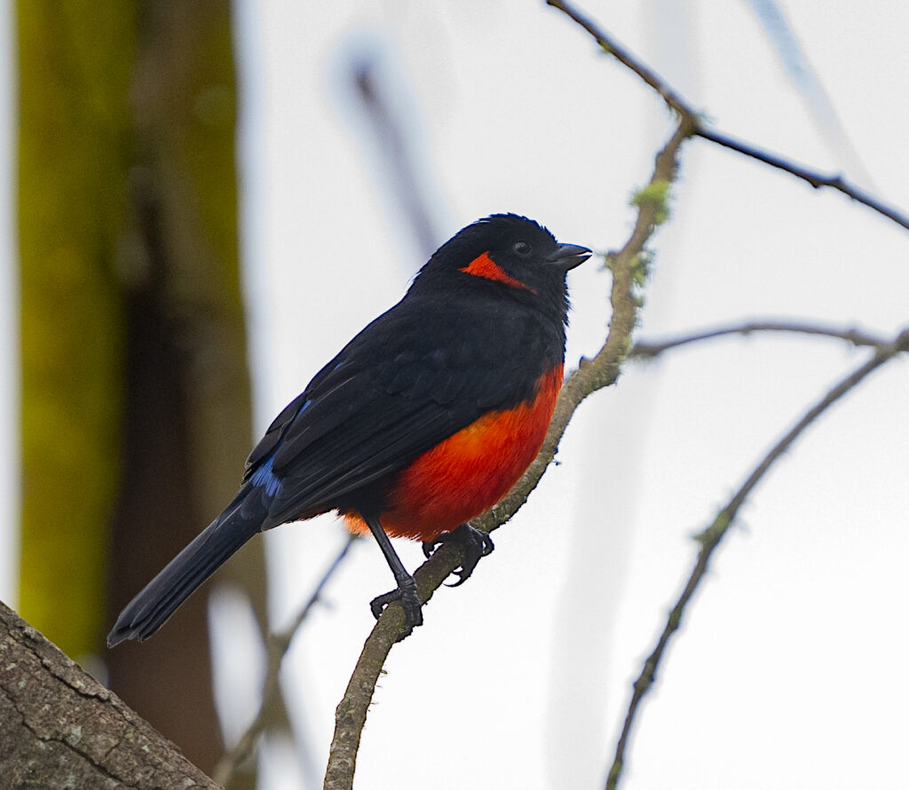 BIRDING TOUR 17D (A)