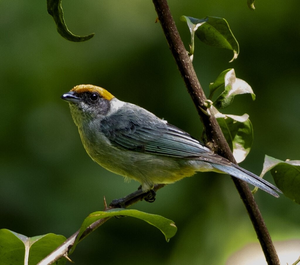 WILDLIFE 15 D (A)