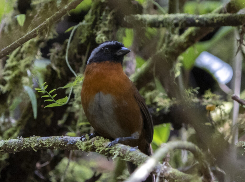 BIRDING TOUR 17D (A)