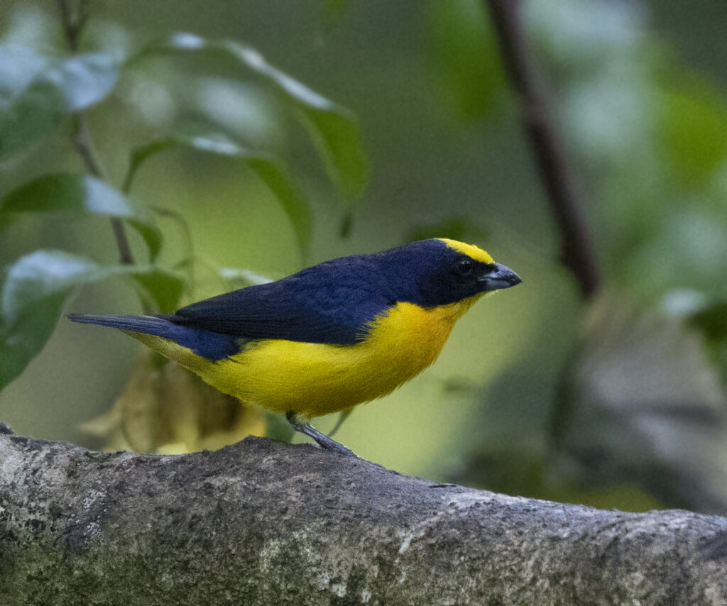 BIRDING TOUR 16D (B)