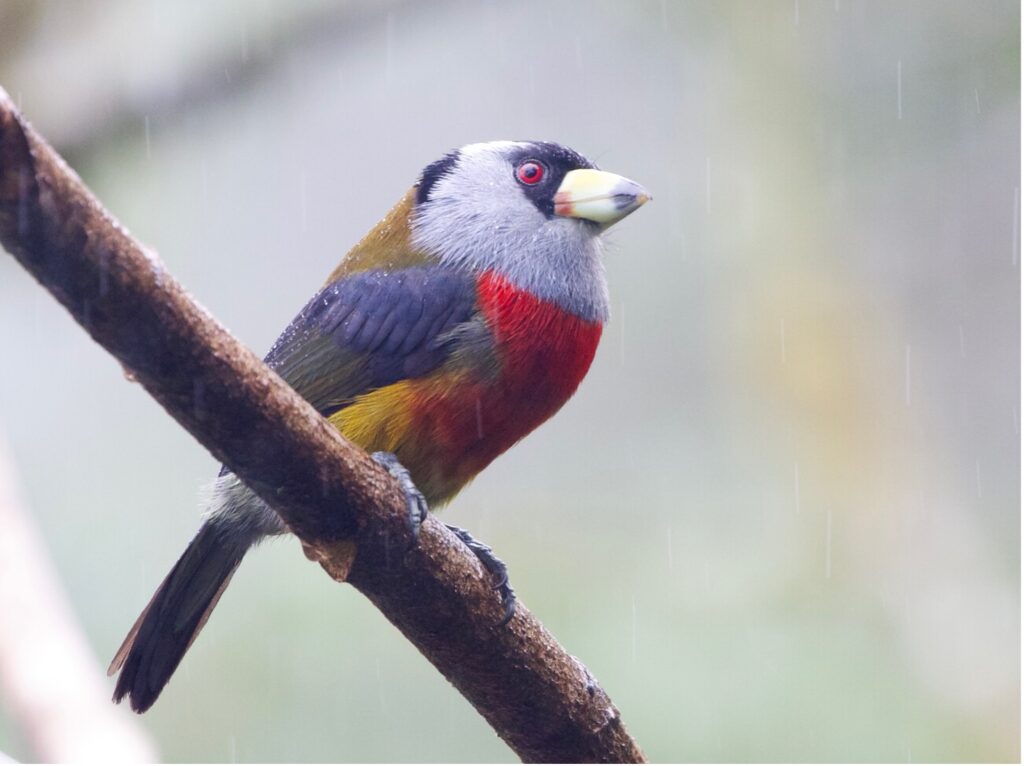 BIRDING TOUR 16D (B)