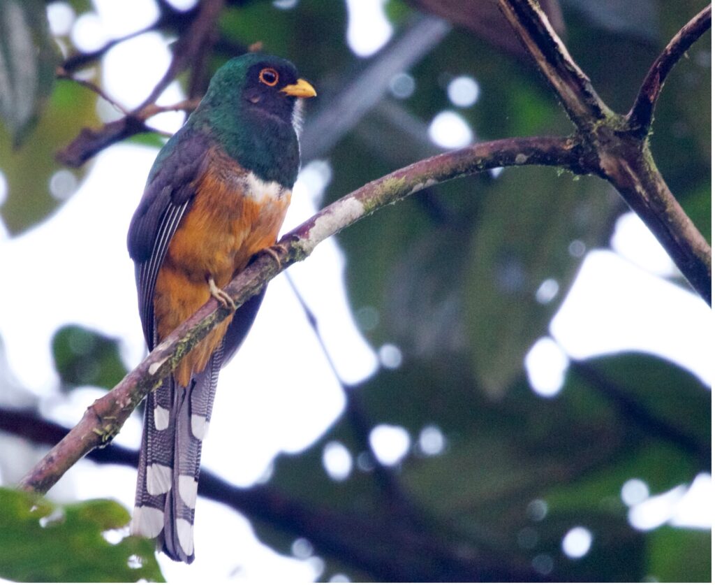 BIRDING TOUR 17D (A)