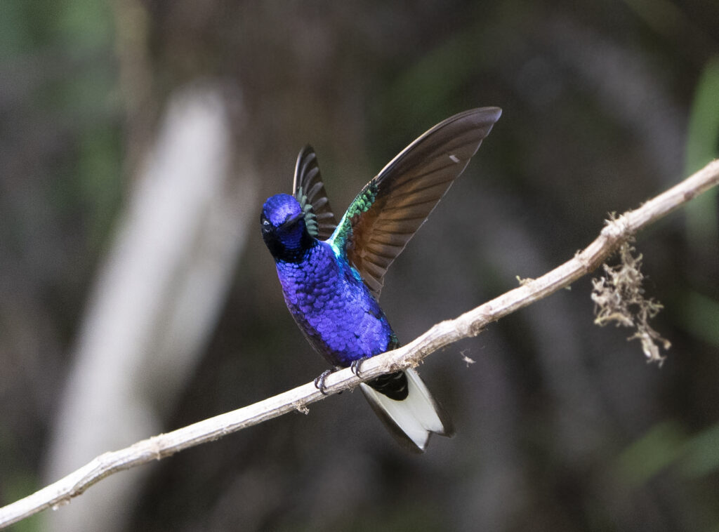 BIRDING TOUR 17D (A)