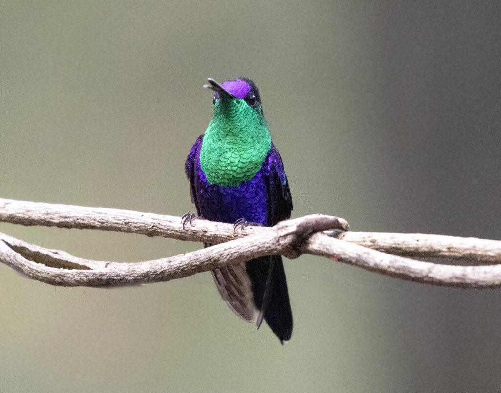 BIRDING TOUR 16D (B)
