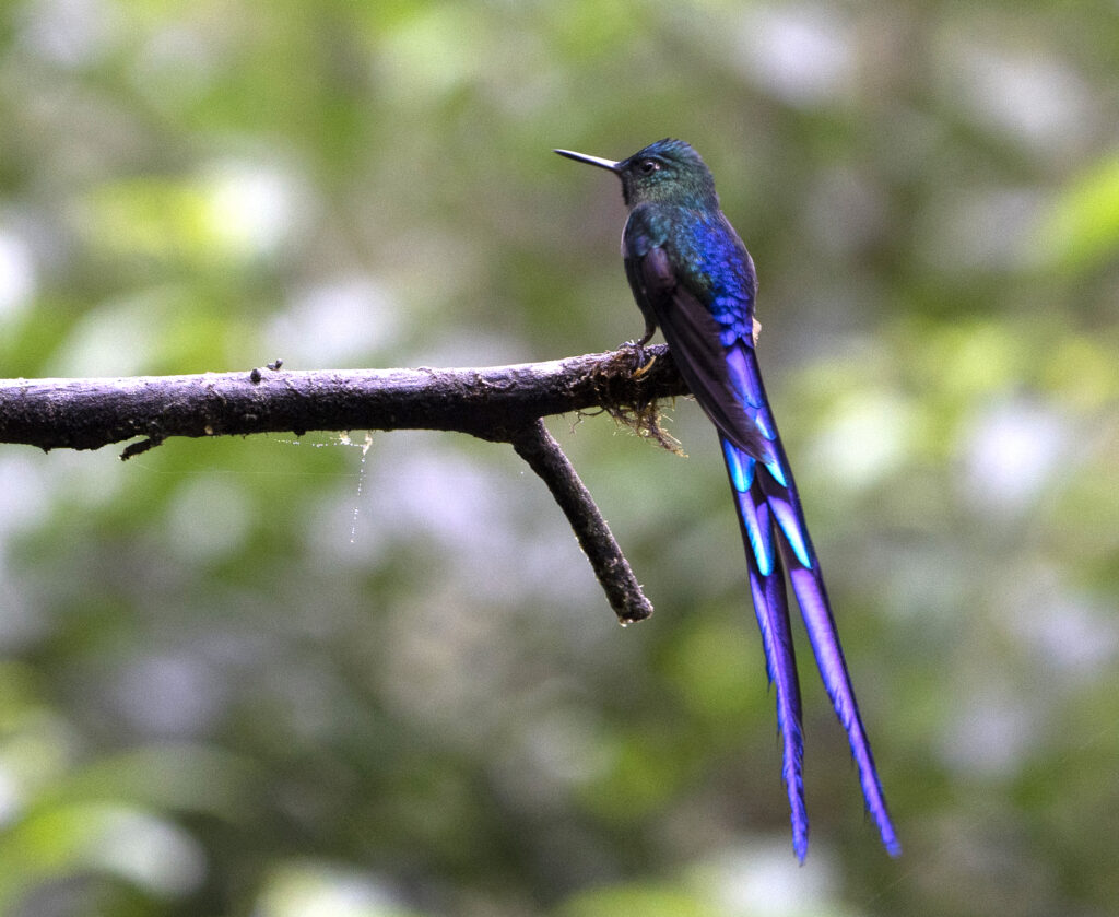 BIRDING TOUR 16D (B)