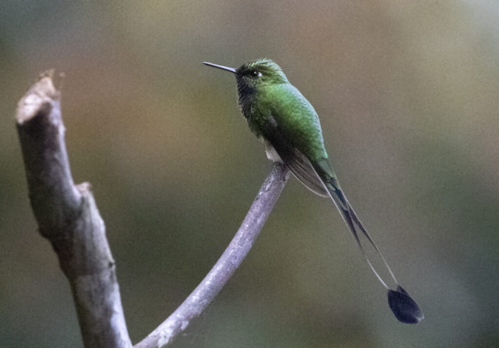 BIRDING TOUR 16D (B)