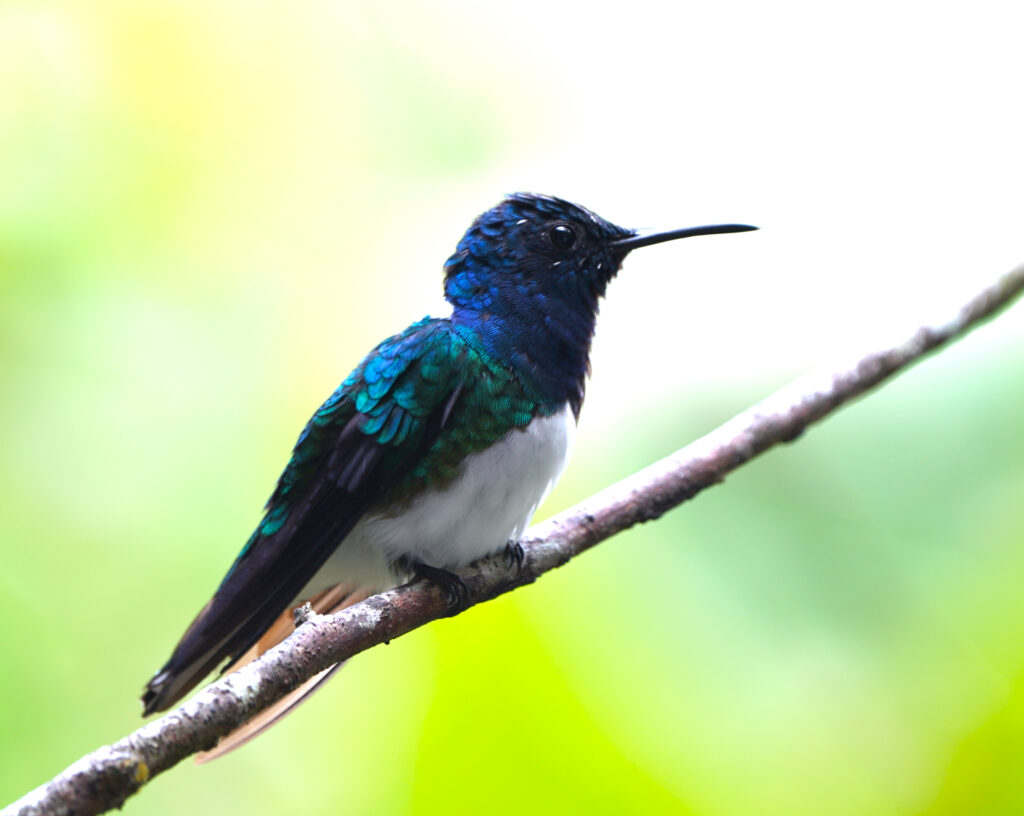 BIRDING TOUR 16D (B)
