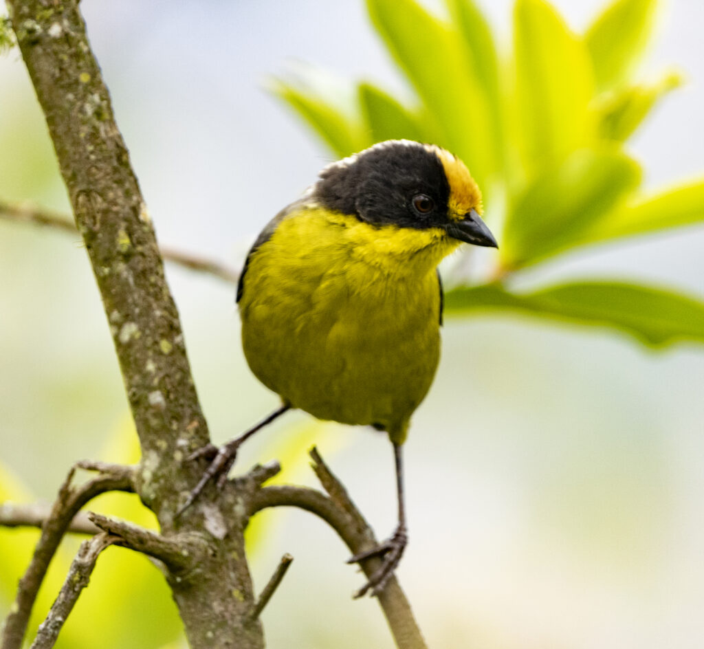 BIRDING TOUR 17D (A)